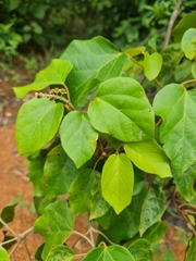Image of Croton bathianus