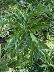 Thaumatophyllum bipinnatifidum