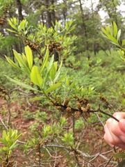 Myricaceae