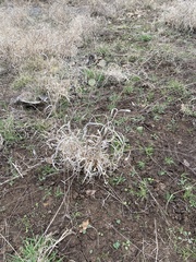 Panicum hallii