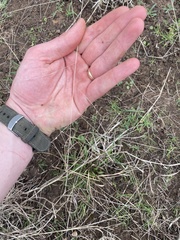 Panicum hallii