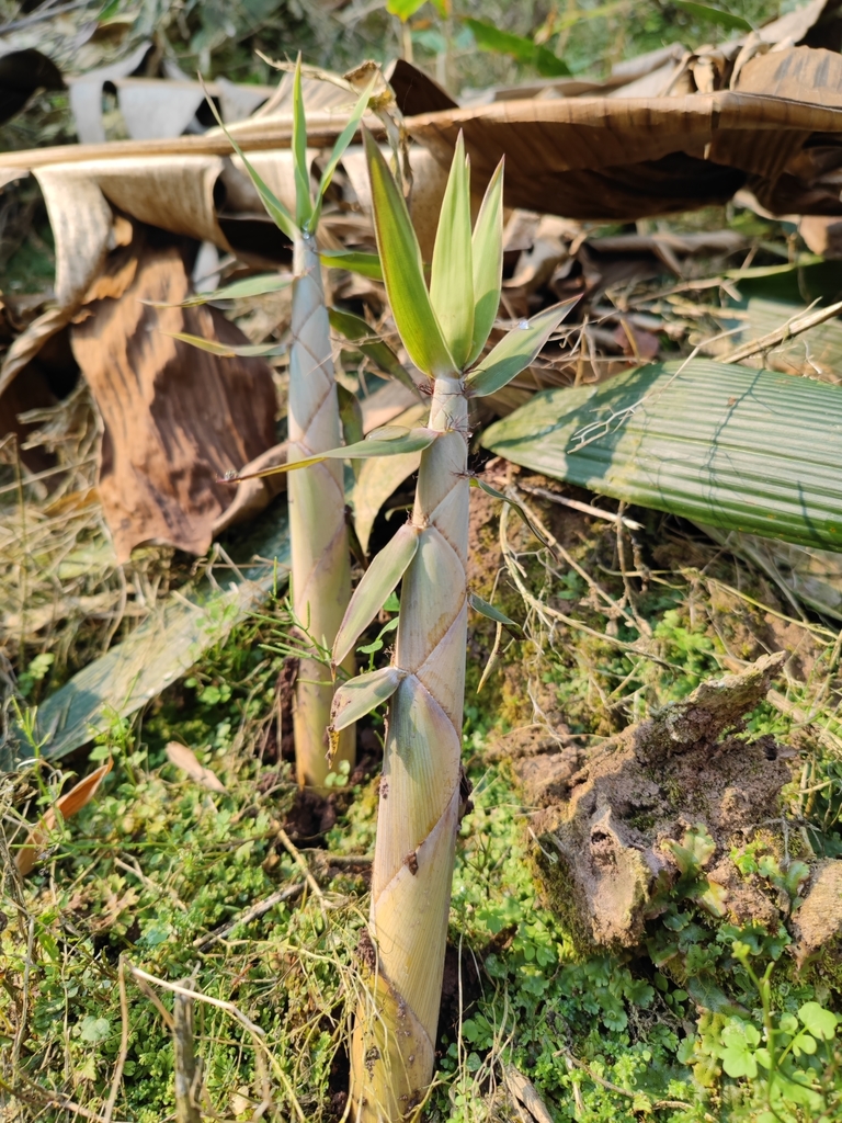 Indosasa