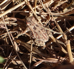 Sclerophrys poweri