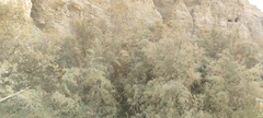 Tamarix palaestina