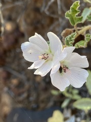 Sphaeralcea fulva