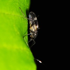 Chasmatonotus atripes