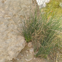 Juncus rigidus