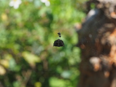 Thelacantha brevispina