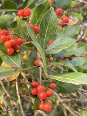 Allophylus decipiens