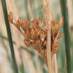 Juncus rigidus