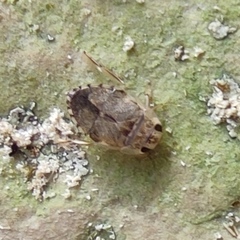 Heleocoris minusculus