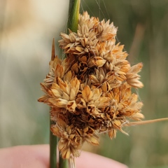 Juncus rigidus