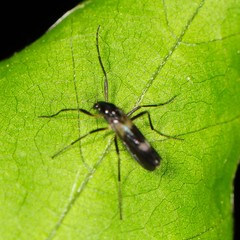 Chasmatonotus atripes