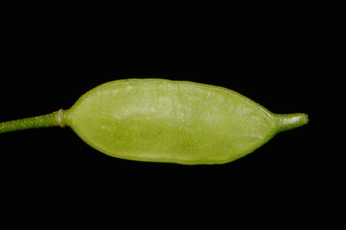 Image of Leavenworthia exigua by (c) Brian Finzel, some rights reserved (CC BY-SA)