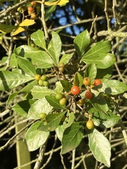 Allophylus decipiens