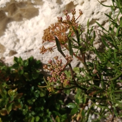 Crithmum maritimum