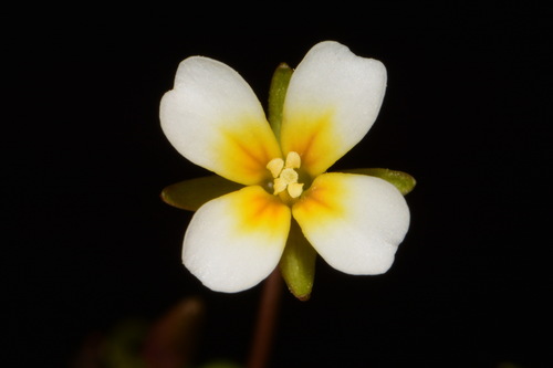 Image of Leavenworthia exigua by (c) Brian Finzel, some rights reserved (CC BY-SA)