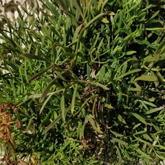 Crithmum maritimum