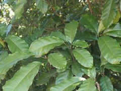 Sterculia monosperma