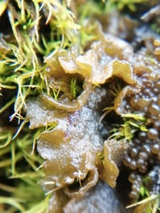 Lathagrium auriforme