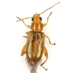 Glenidion flexicaulis