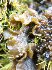 Lathagrium auriforme