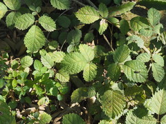Handroanthus chrysanthus