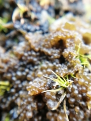 Lathagrium auriforme