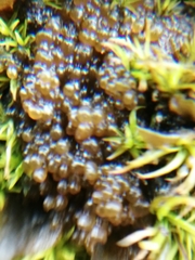 Lathagrium auriforme