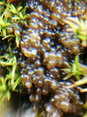 Lathagrium auriforme