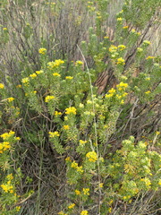 Euryops floribundus