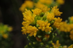 Euryops floribundus