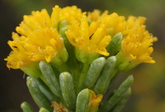 Euryops floribundus