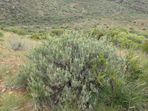 Othonna pavonia