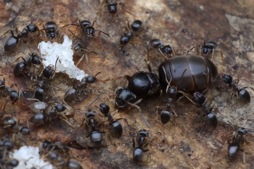 Woodland Fuzzy Ant photo 4