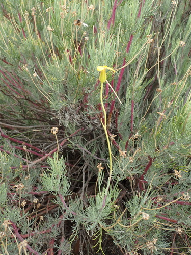 Othonna pavonia