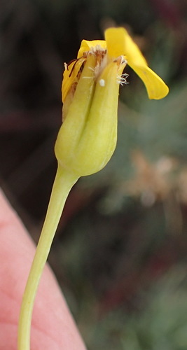 Othonna pavonia