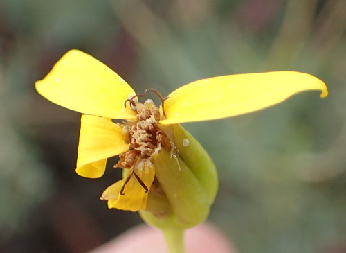 Othonna pavonia