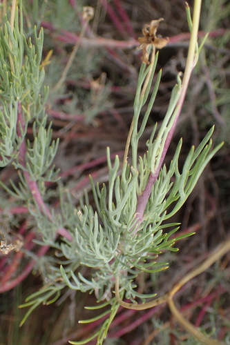 Othonna pavonia