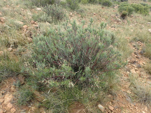 Othonna pavonia