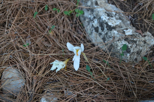 Crocus lycius, photograph 2