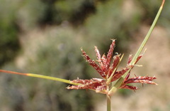 Cyperus rupestris rupestris