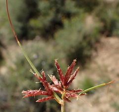 Cyperus rupestris rupestris