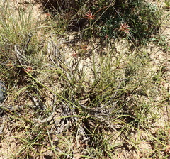 Cyperus rupestris rupestris