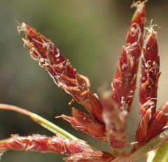 Cyperus rupestris rupestris
