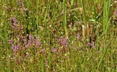 Rotala rotundifolia