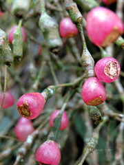 Hatiora salicornoides