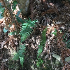 Athyrium drepanopteron
