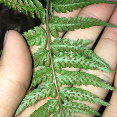 Athyrium drepanopteron