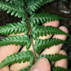 Athyrium drepanopteron
